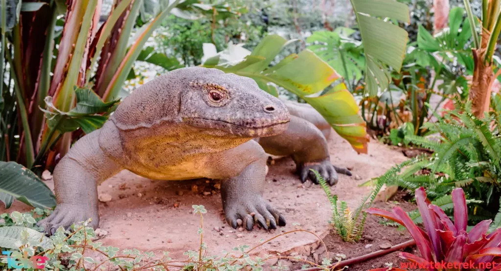 Komodo Dragon