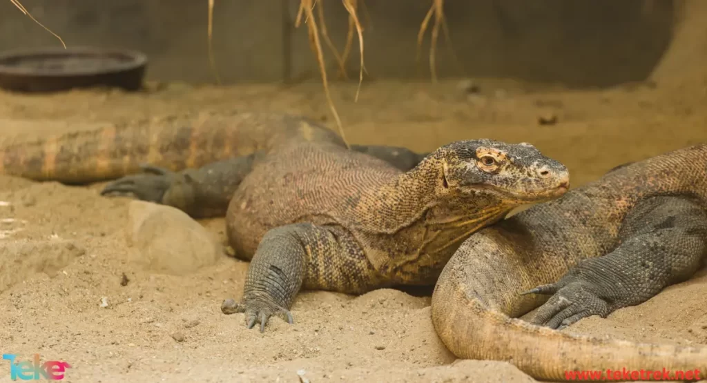 Komodo Dragon