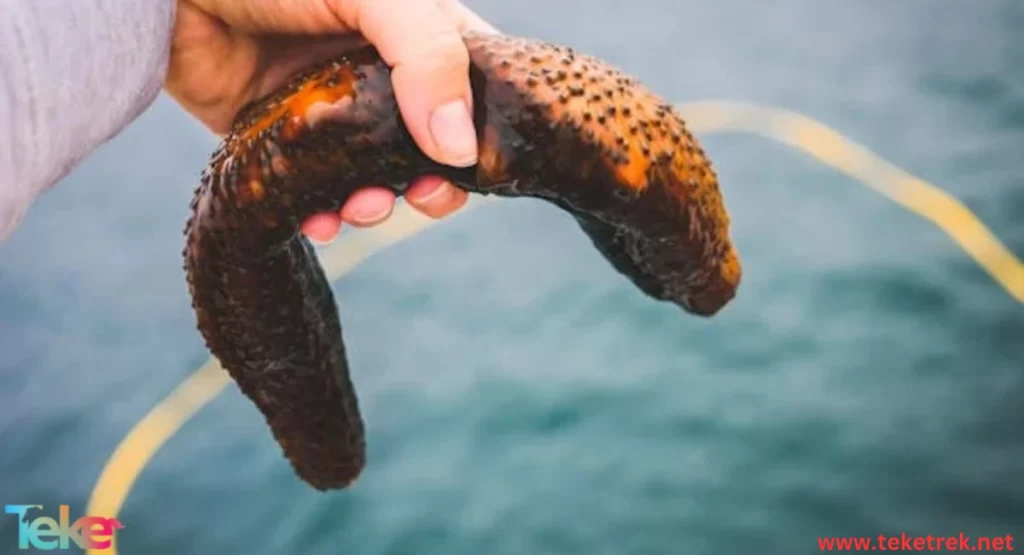 Sea cucumber