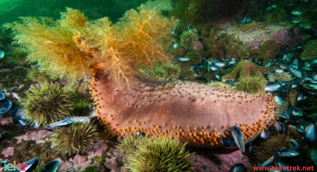 Sea cucumber