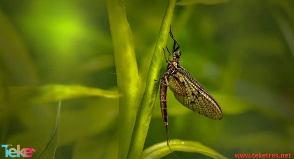 Mayflies