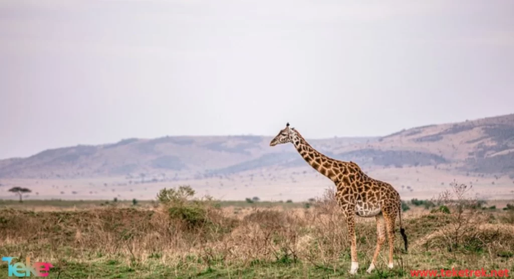  the Kordofan giraffe