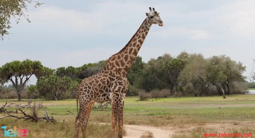  the Kordofan giraffe