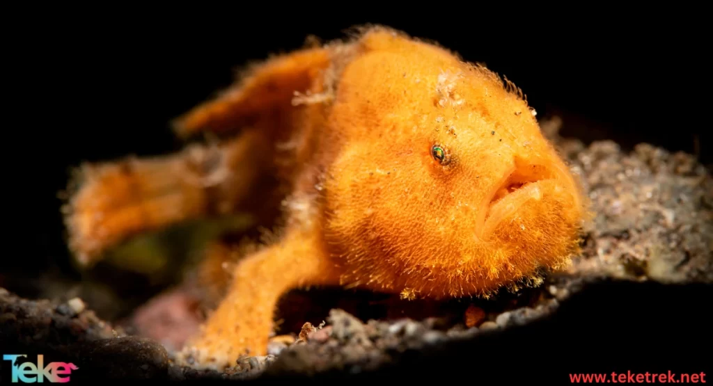 the Giant Frogfish