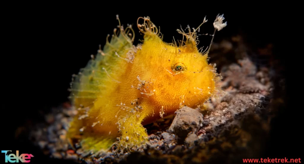 the Giant Frogfish