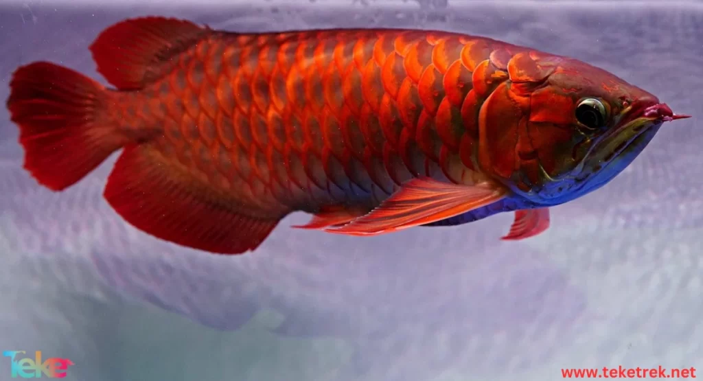 the arowana fish