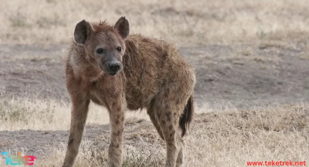 Hyena aardwolf