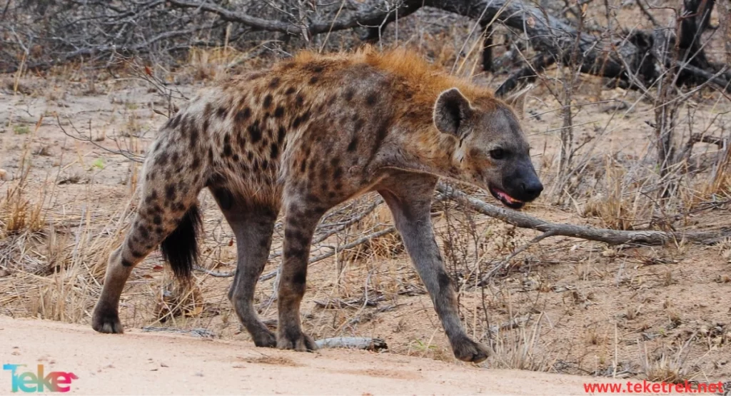 Hyena aardwolf