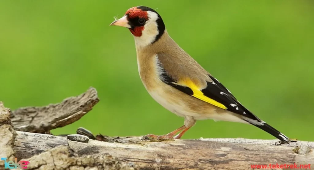 european goldfinch