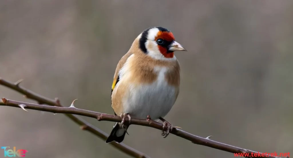 european goldfinch