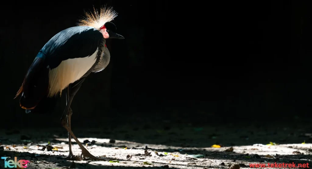 Jabiru Bird