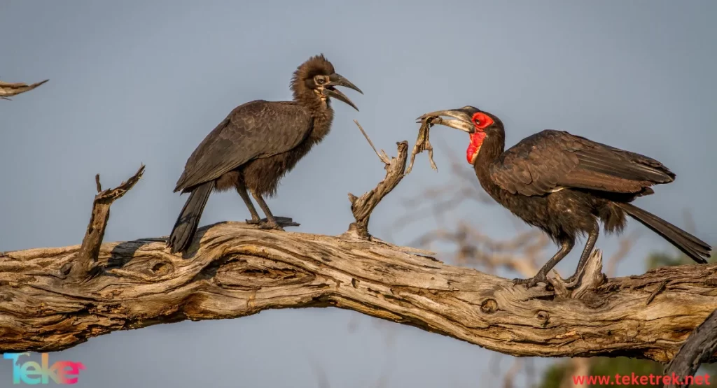 Jabiru Bird