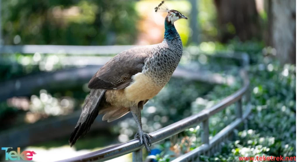 Congo Peacock