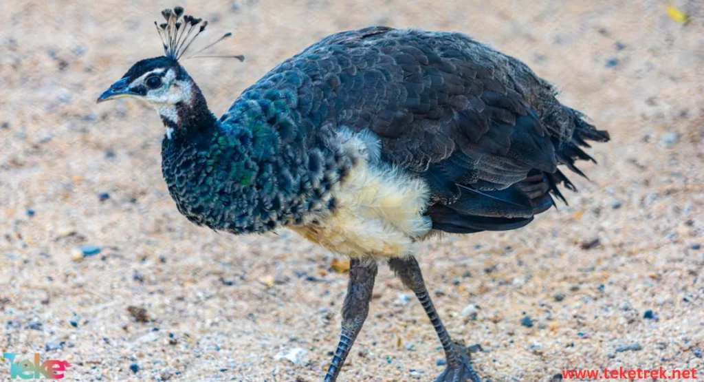 Congo Peacock