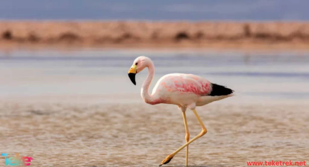 Andean flamingo bird: Characteristics and features and interesting ...