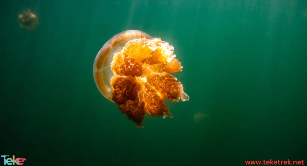  the sea walnut jellyfish