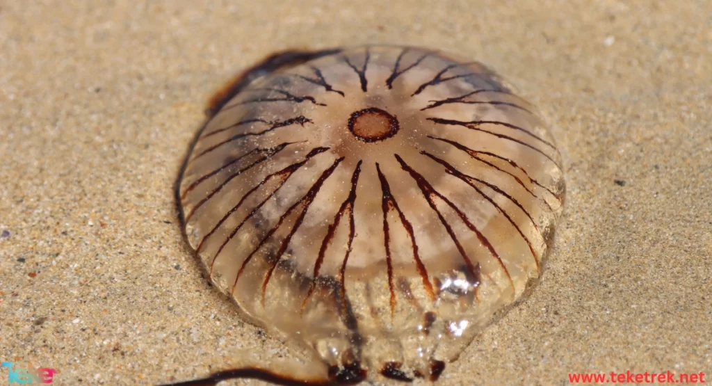  the sea walnut jellyfish