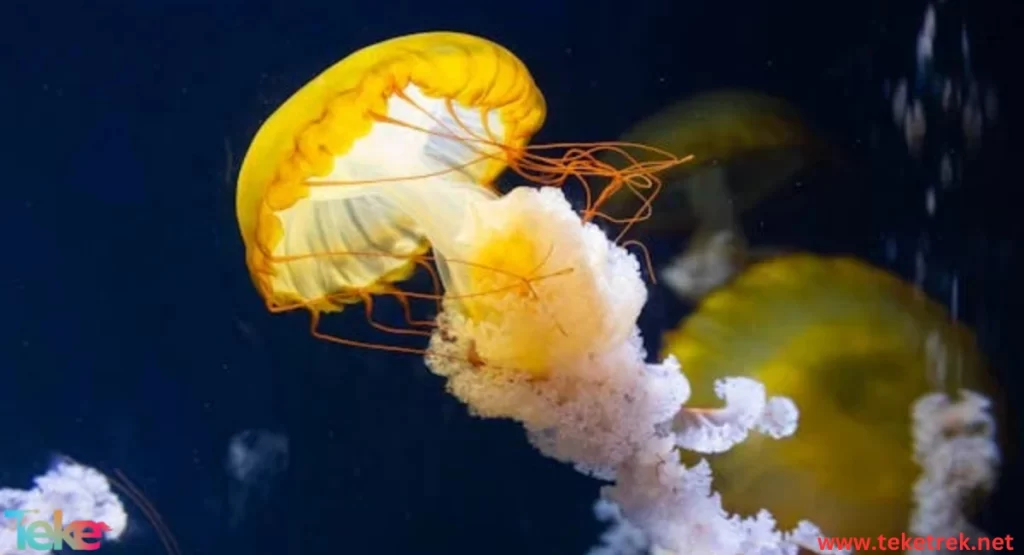 Sea nettle.