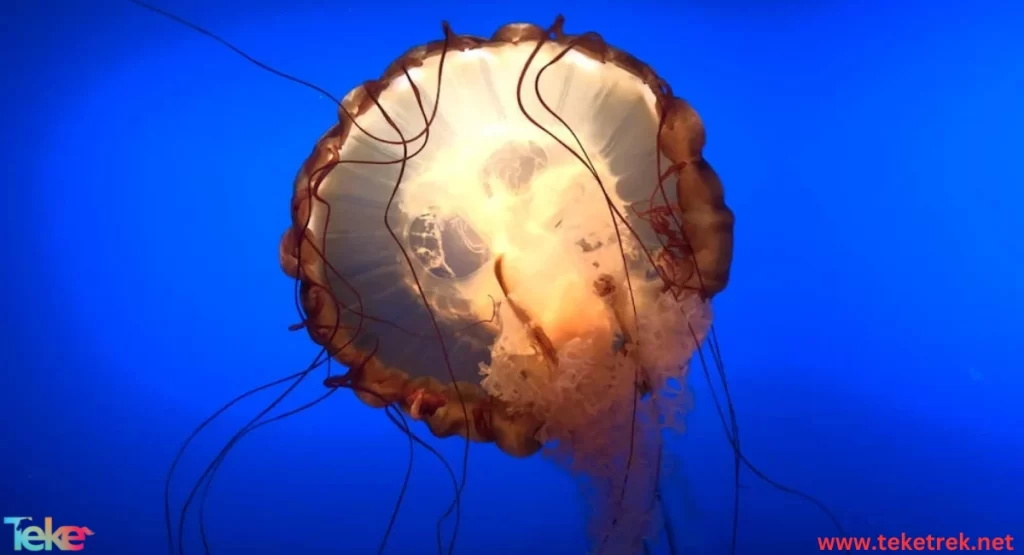 Sea nettle.