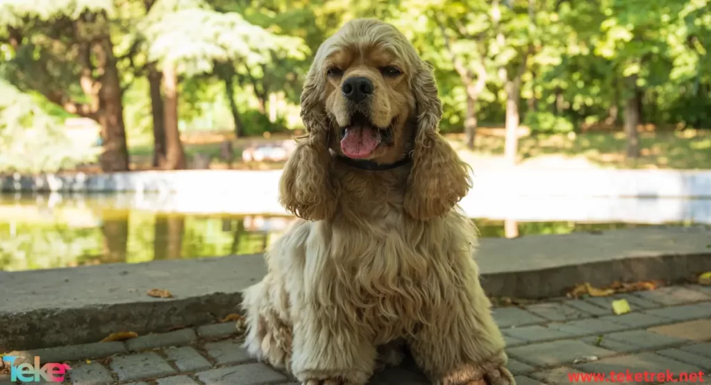 the Cocker Spaniel