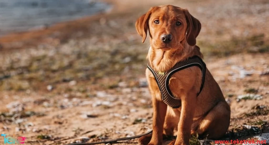 Labrador Retriever Dog