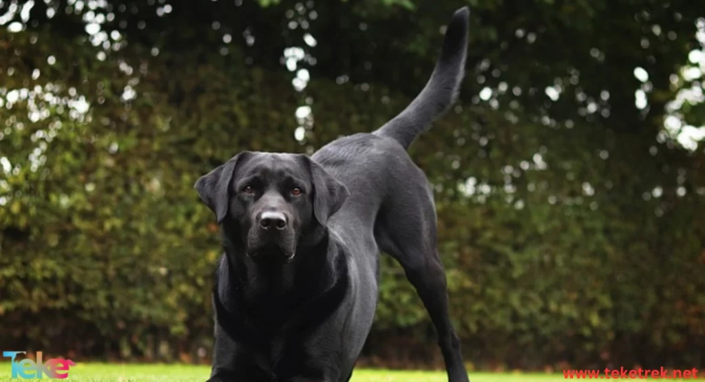 Labrador Retriever Dog