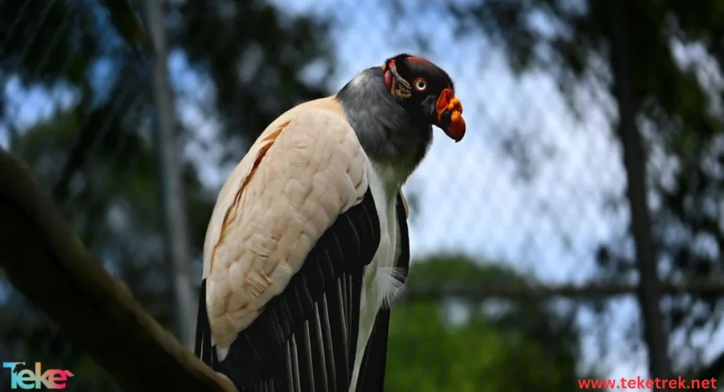 the Red-headed Vulture