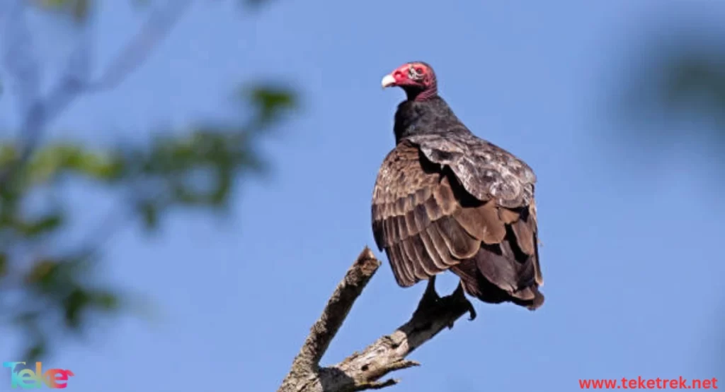 the Red-headed Vulture