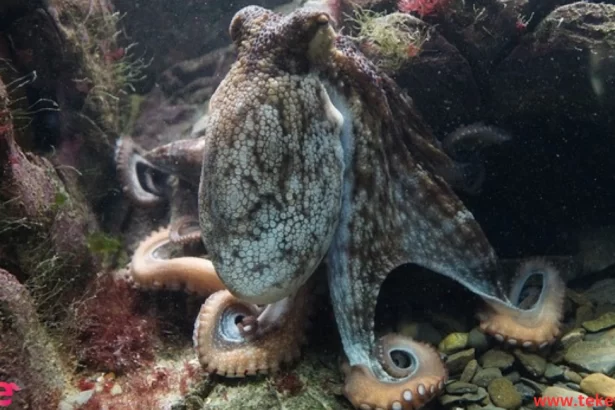 Caribbean reef octopus