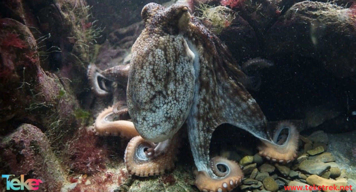 Caribbean reef octopus