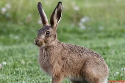 Indian Hare