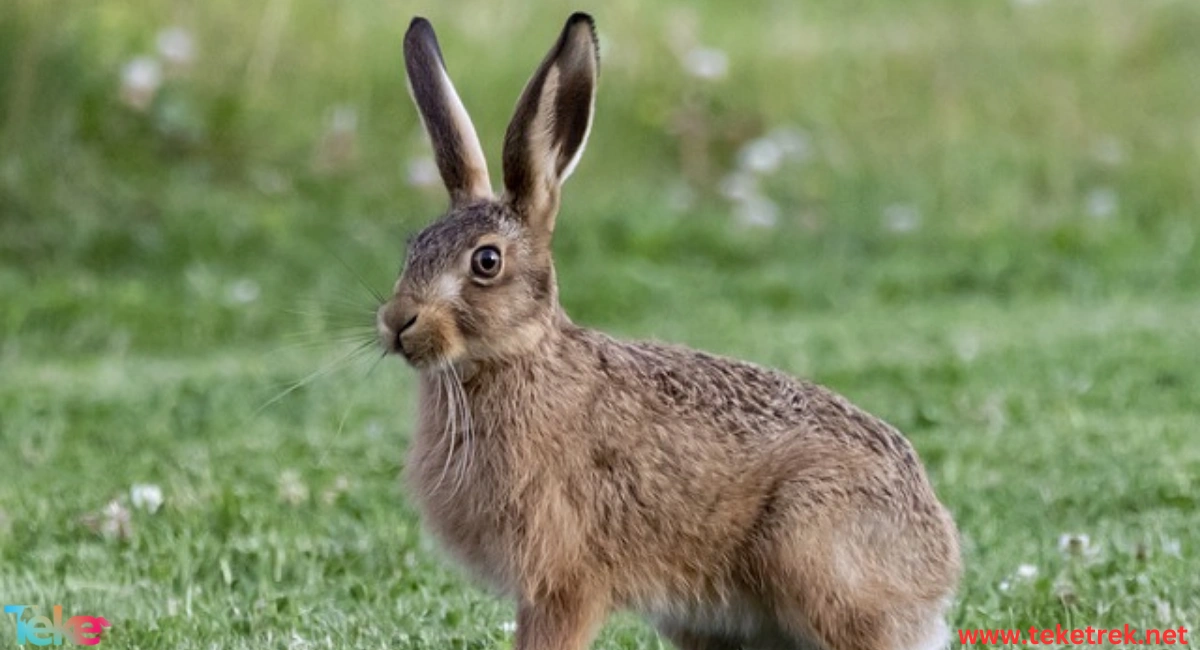 Indian Hare