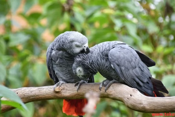 the African gray parrot (Casco)