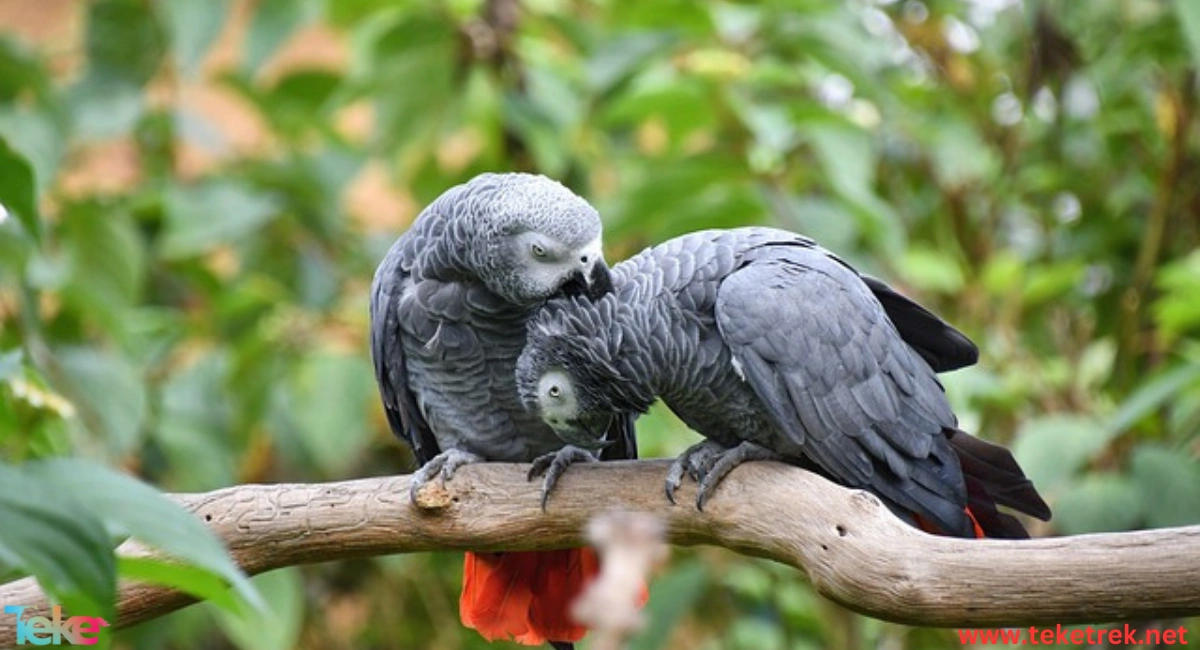 the African gray parrot (Casco)