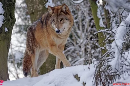 the Eurasian wolf