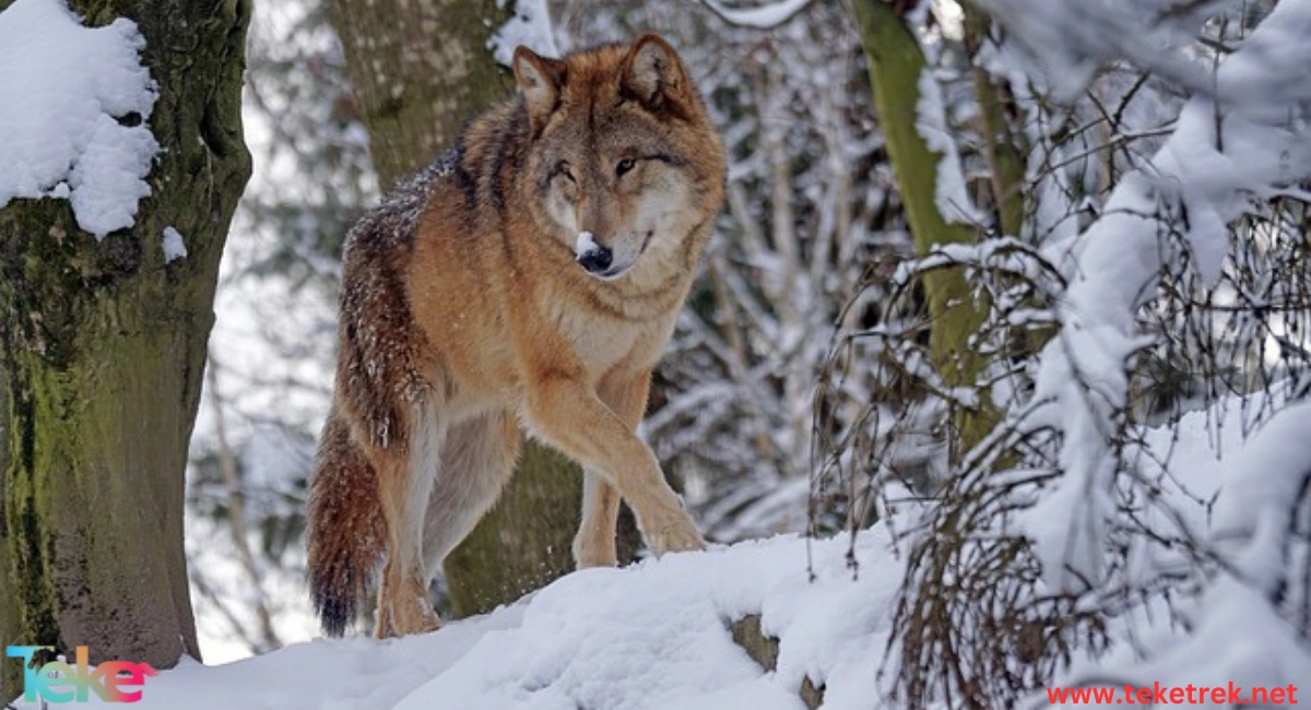 the Eurasian wolf