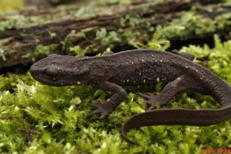 Salamander