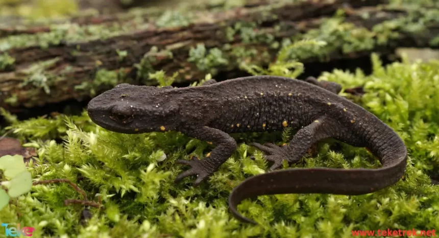 Salamander