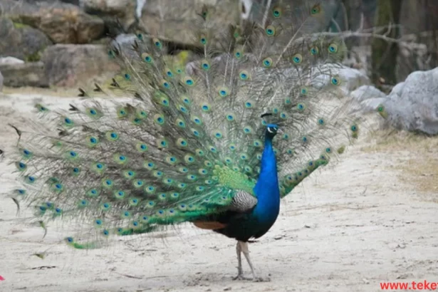 the green peafowl