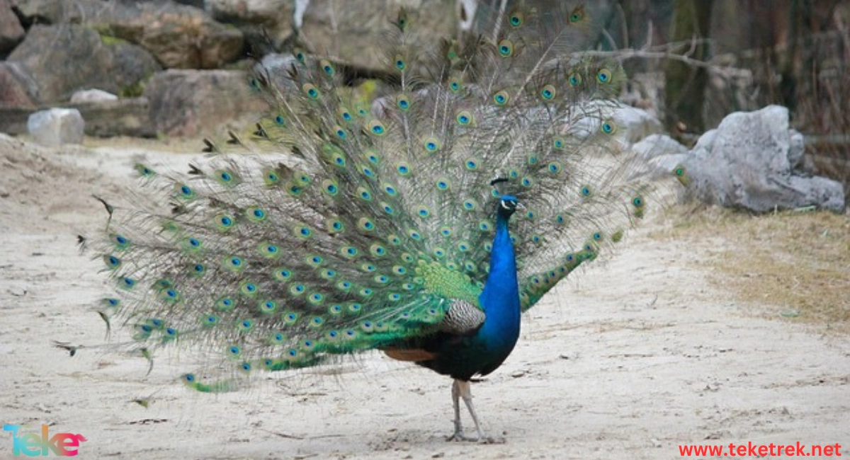 the green peafowl