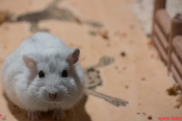 Russian dwarf hamster