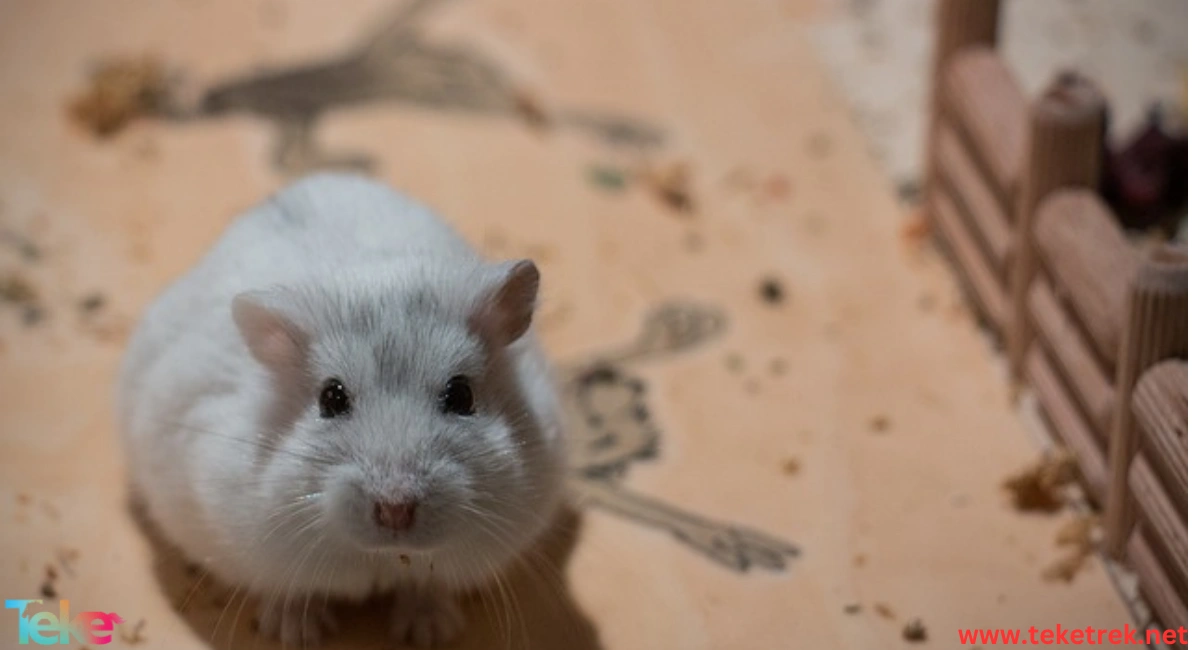 Russian dwarf hamster