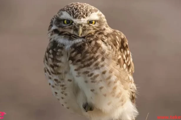 the Burrowing Owl