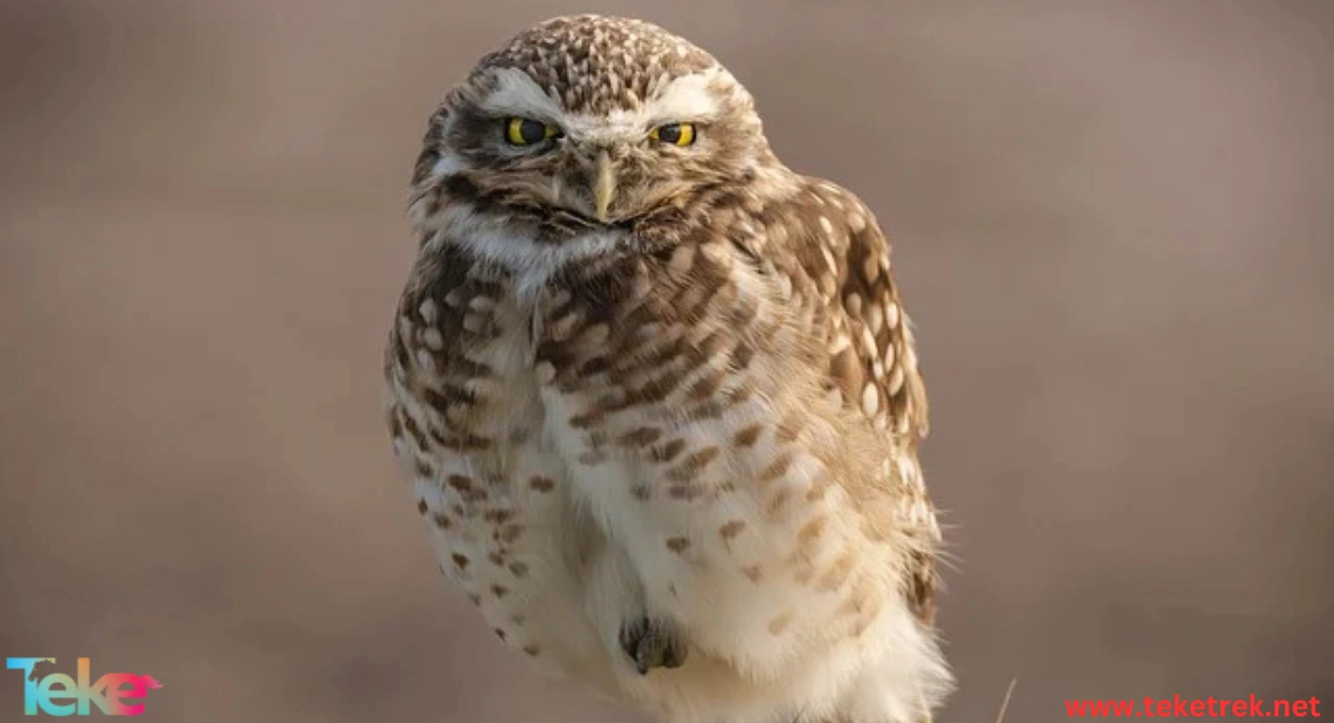 the Burrowing Owl