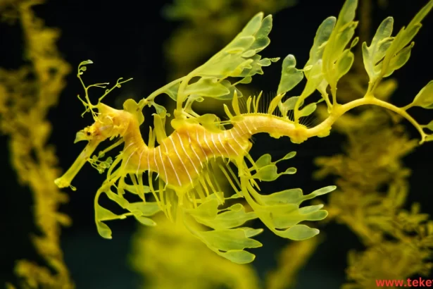 Sea Dragon