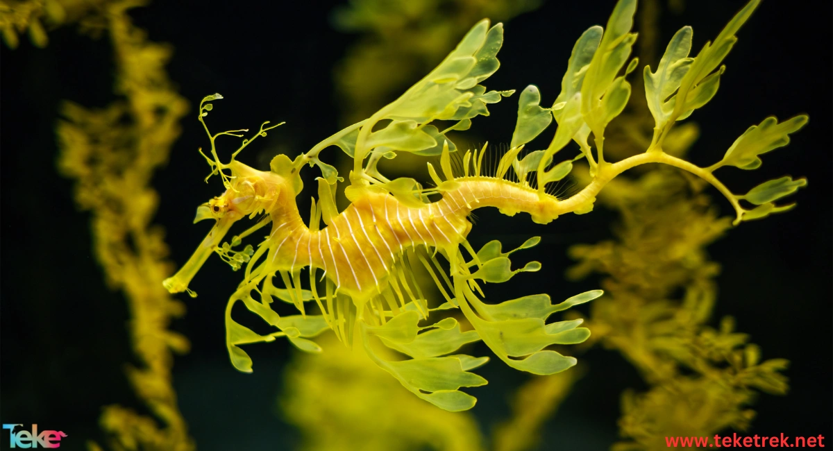 Sea Dragon