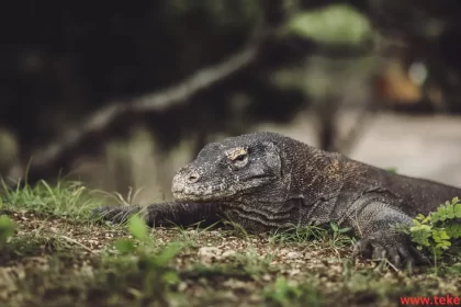 Komodo Dragon