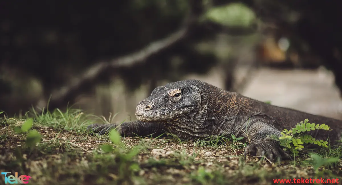 Komodo Dragon