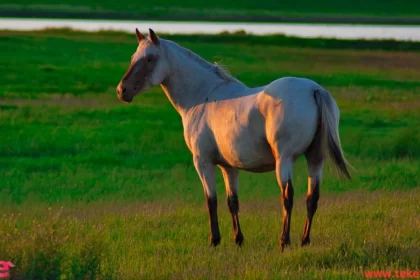 The Quarter Horse