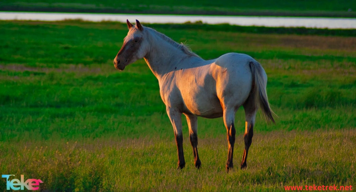 The Quarter Horse